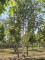 Afbeelding Witte berk - Betula utilis ''Doorenbos'