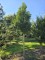 Afbeelding Portugese laurier - Prunus Lusitanica