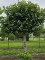 Afbeelding Leilinde - Tilia americana 'Nova'