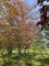 Afbeelding Rode beuk - Fagus sylvatica 'Atropunicea'