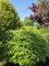 Afbeelding Groene beuk als bolvorm - Fagus sylvatica