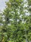Afbeelding Steeneik - Quercus ilex