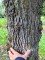 Afbeelding Knotwilg - Salix Alba