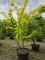Afbeelding Valse Christusdoorn - Gleditsia triacanthos ‘Sunburst'