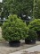 Afbeelding Portugese laurier bolvorm - Prunus Lusitanica
