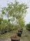 Afbeelding Chinese Vernisboom - Koelreuteria paniculata