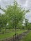 Afbeelding Hoogstam moerbei - Morus alba Macrophylla