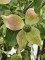 Afbeelding Japanse grootbloemige kornoelje - Cornus kousa 'Weisse Fontaine'