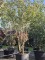 Afbeelding Sierkers 'Pandora' - Prunus 'Pandora'