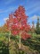 Afbeelding Amberboom met spectaculaire herfstkleuren. - Liquidambar styraciflua