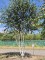 Afbeelding Himalayaberk - Betula utilis 'Doorenbos'