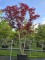 Afbeelding Japanse Esdoorn - Acer palmatum 'Skeeter's Broom'