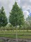 Afbeelding Amberboom - Liquidambar styraciflua 'Palo Alto'