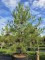 Afbeelding Oostenrijkse Den - Pinus nigra 'Nigra'