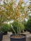 Afbeelding Krentenboom - Amelanchier lamarckii