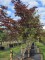 Afbeelding Japanse esdoorn 'Bloodgood' - Acer palmatum 'Bloodgood'