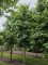 Afbeelding Amberboom - Liquidambar styraciflua