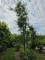 Afbeelding gemarmerde moseik - Quercus cerris 'Marmor Star'