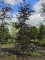 Afbeelding Riversii beuk met dieprood blad - Fagus sylvatica 'Riversii'