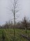 Afbeelding Rode beuk als solitair - Fagus sylvatica 'Atropunicea'