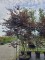 Afbeelding Japanse Esdoorn - Acer palmatum 'Bloodgood'
