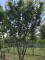 Afbeelding Japanse sierkers - Prunus serrulata 'Kanzan'