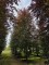 Afbeelding Rode beuk - Fagus sylvatica 'Atropunicea'