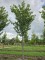 Afbeelding Japanse sierkers - Prunus 'Sunset Boulevard'
