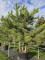 Afbeelding Meerstammige Oostenrijkse Den - Pinus nigra 'Nigra'