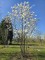 Afbeelding Magnolia 'Merrill' - Magnolia loebneri 'Merrill'