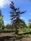 Afbeelding Rode Beuk - Fagus sylvatica 'Atropunicea'