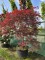 Afbeelding Japanse esdoorn - Acer palmatum 'Garnet'