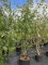 Afbeelding Lijsterbes 'Dodong' - Sorbus 'Dodong'