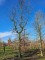Afbeelding Amberboom - Liquidambar styraciflua