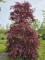 Afbeelding Japanse esdoorn - Acer palmatum 'Tamukeyama'