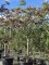 Afbeelding roodbladige slaapboom - Albizia julibrissin 'Summer Chocolate'