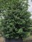 Afbeelding Blauwe hulst als grote solitair - Ilex x meserveae 'Blue Prince'