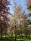 Afbeelding Rode beuk - Fagus sylvatica 'Atropunicea'