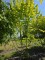 Afbeelding Grootbladige hazelaar - Corylus Avellana 'Aurea'
