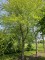 Afbeelding Zwarte berk - betula nigra