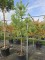 Afbeelding Grove Den - Pinus sylvestris