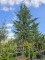 Afbeelding Leylandcypres - Cupressocyparis leylandii