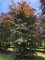 Afbeelding Rode beuk  als vogelboom - Fagus sylvatica 'Atropunicea'
