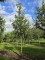 Afbeelding Goudreinet - Malus domestica 'Rode Boskoop'