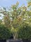 Afbeelding Krentenboom - Amelanchier lamarckii