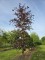 Afbeelding Veredelde rode beuk - Fagus sylvatica 'Riversii'