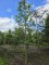 Afbeelding Handpeer - Pyrus communis (handpeer)