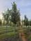 Afbeelding Laurierkers 'Caucasica' - Prunus laur. Caucasica