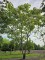 Afbeelding Purperkleurige trompetboom - Catalpa erubescens 'Purpurea'
