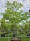 Afbeelding Reuzen Kornoelje - Cornus controversa